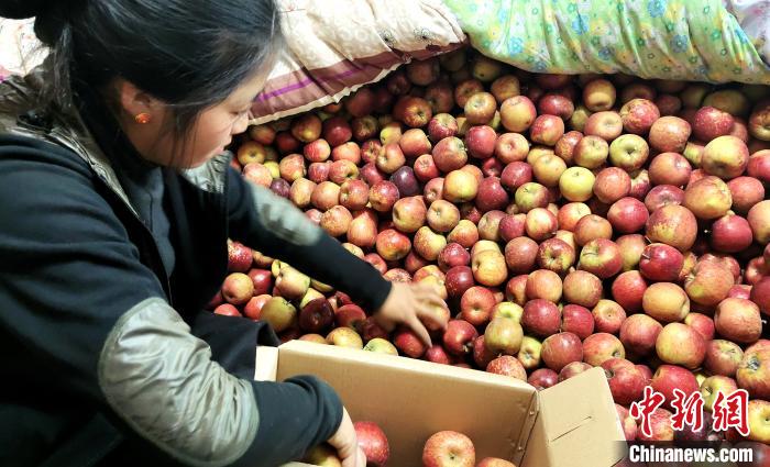 圖為通麥村村民巴桑拉姆精心挑選蘋果進行裝箱?！∝暽＠?攝