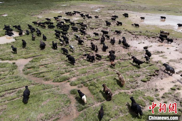 近年來，那曲市班戈縣推行村級牧業(yè)經(jīng)濟(jì)合作社，牧民們將牛羊及草場作為股份加入合作社，部分牧民開始從事旅游服務(wù)、服裝加工及運(yùn)輸?shù)刃袠I(yè)，收入逐年提高。圖為8月3日，班戈縣的牦牛群在一片草原濕地中覓食(資料圖)?！〗w波 攝