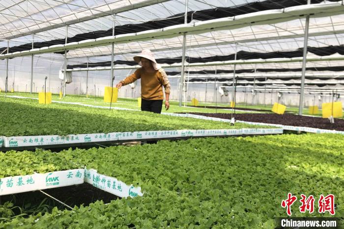 圖為會澤現(xiàn)代化農業(yè)產業(yè)扶貧基地內，貧困戶成為了產業(yè)工人?！】姵?攝