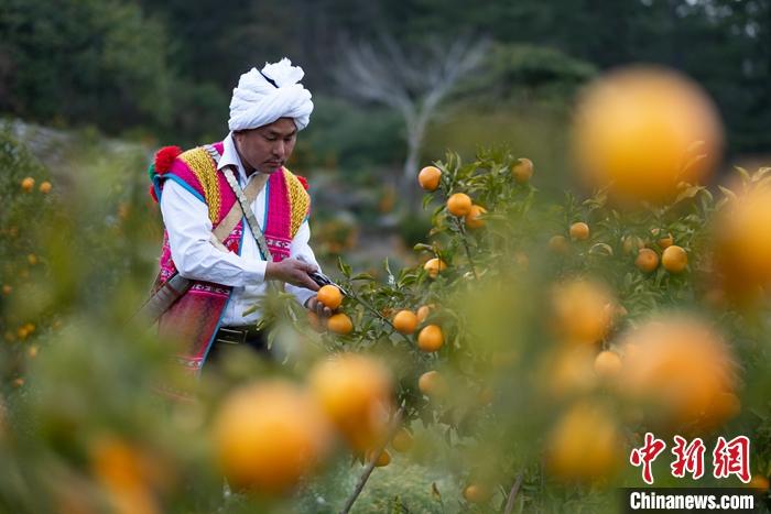 1月29日，京都村村民在柑橘園中采摘柑橘。<a target='_blank' ><p  align=