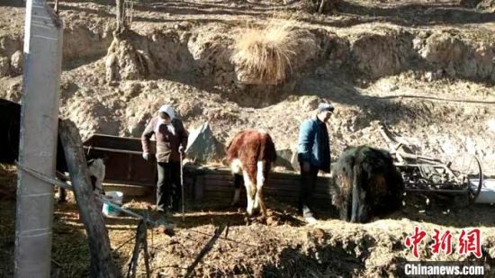 圖為孔繁福夫妻正在收拾牛圈?！±铍h　攝