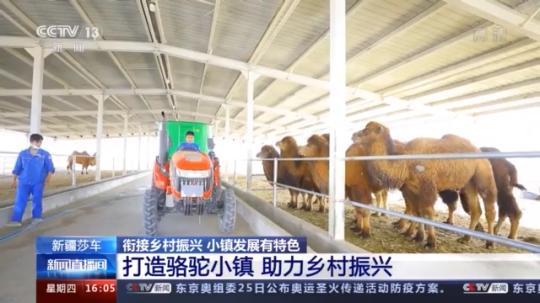 種蘑菇、養(yǎng)駱駝...。。特色產(chǎn)業(yè)助力鄉(xiāng)村振興走新路