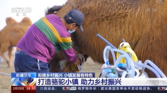 種蘑菇、養(yǎng)駱駝...。。特色產(chǎn)業(yè)助力鄉(xiāng)村振興走新路