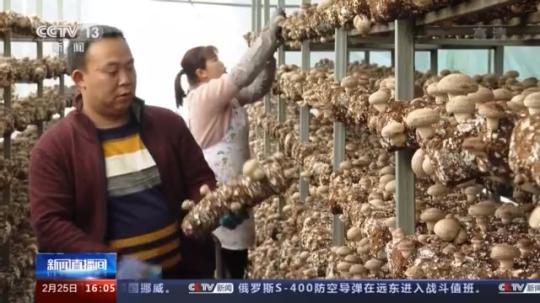 種蘑菇、養(yǎng)駱駝...。。特色產(chǎn)業(yè)助力鄉(xiāng)村振興走新路