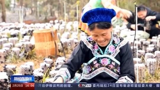 種蘑菇、養(yǎng)駱駝...。。特色產(chǎn)業(yè)助力鄉(xiāng)村振興走新路