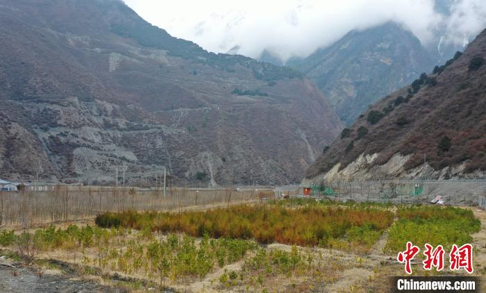 【幸?；ㄩ_新邊疆】山南隆子縣藏族小伙的“綠色夢想”