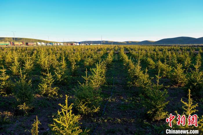 圖為科技團(tuán)隊在海拔4500米的西藏那曲種出“小森林”，其中超過7成成功越過5個冬天?！〗w波 攝