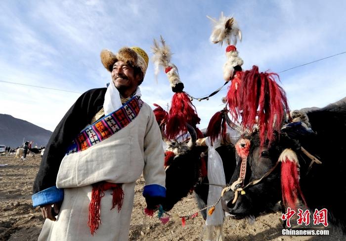 資料圖為2013年3月16日，拉薩市堆龍德慶區(qū)德慶村的農(nóng)民牽著牦牛參加春耕儀式，按照傳統(tǒng)方式由牦牛開第一犁。 <a target='_blank' href='/'><p  align=