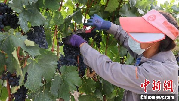 圖為當?shù)卮迕癫烧咸??！∩侥仙Ｈ湛h委宣傳部提供