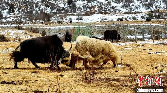 圖為角木那村生態(tài)散養(yǎng)的牦牛正在嬉戲?！“蜕Ｇ?　攝