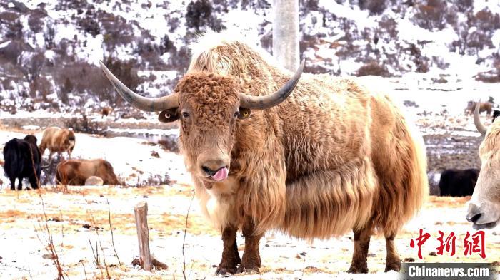 圖為角木那村生態(tài)散養(yǎng)的牦牛?！“蜕Ｇ?　攝