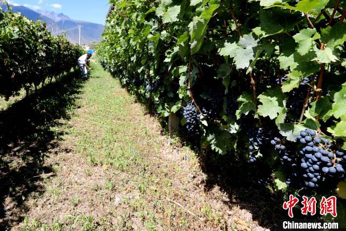 昌都芒康縣依托“兩江流域”干熱河谷地帶地理優(yōu)勢(shì)將康巴蜜橘、蘋(píng)果、甜石榴、葡萄、蜜桃等經(jīng)濟(jì)林木種植?！〔际忻⒖悼h委宣傳部供圖