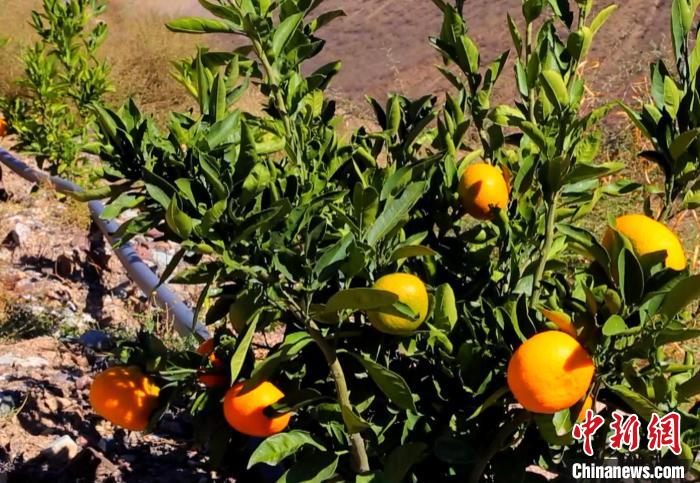昌都芒康縣依托“兩江流域”干熱河谷地帶地理優(yōu)勢(shì)將康巴蜜橘、蘋(píng)果、甜石榴、葡萄、蜜桃等經(jīng)濟(jì)林木種植。　昌都市芒康縣委宣傳部供圖
