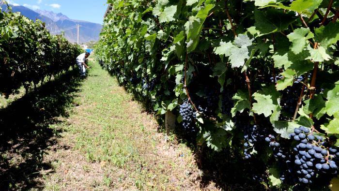 昌都芒康縣依托“兩江流域”干熱河谷地帶地理優(yōu)勢將康巴蜜橘、蘋果、甜石榴、葡萄、蜜桃等經(jīng)濟林木種植?！〔际忻⒖悼h委宣傳部供圖