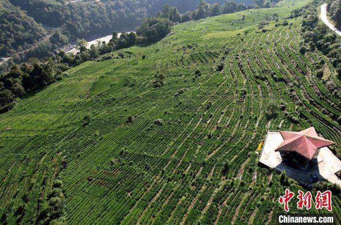 圖為西藏林芝市墨脫縣果果塘大拐彎附近的茶田。(無人機(jī)照片) 李林 攝