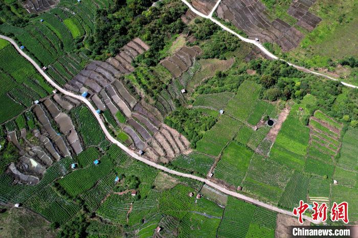 圖為西藏林芝市墨脫縣城附近的茶田。(無人機(jī)照片) 李林 攝