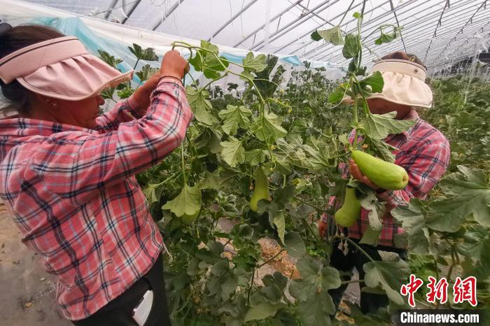 工作人員打理高原溫室大棚?！⒔ㄜ?攝