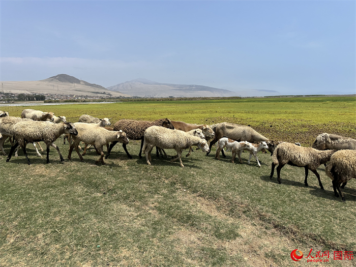 當?shù)貢r間11月15日，羊群在錢凱港附近的圣羅莎濕地棲息。人民網(wǎng)記者 周雨攝