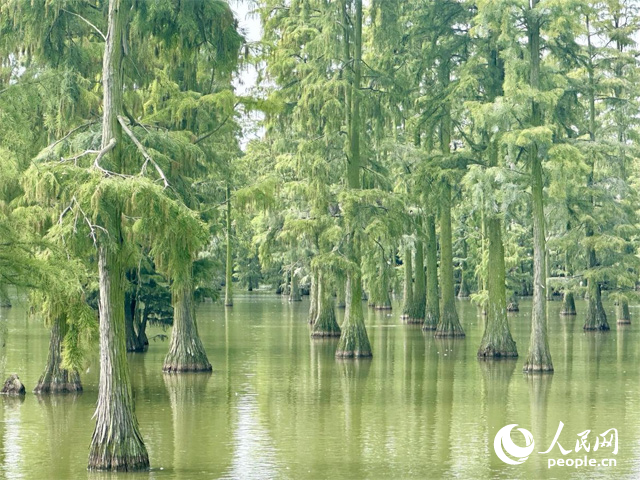 湖北省武漢漲渡湖濕地，池杉“破水而出”。人民網(wǎng)記者 張沛攝