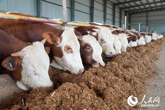 在思博農(nóng)業(yè)科技有限公司內(nèi)，肉牛正在吃秸稈轉(zhuǎn)化的飼料。人民網(wǎng)記者 陳若天攝