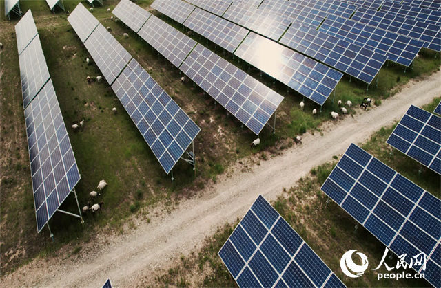 羊群在青海省海南州共和縣塔拉灘的光伏園區(qū)內(nèi)吃草。人民網(wǎng)記者 馬天翼攝