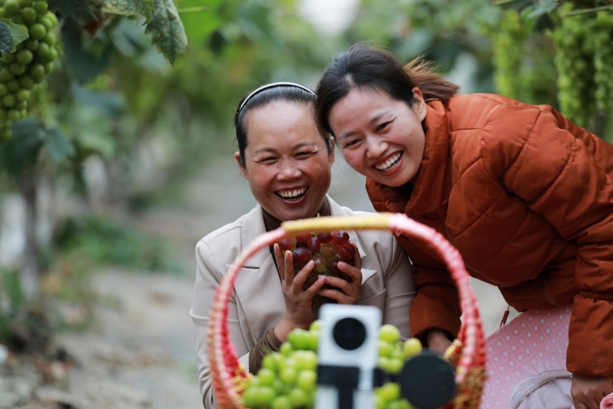 2024年10月6日，果農(nóng)在貴州省黔西市金碧鎮(zhèn)新蘭村葡萄園里進行直播銷售。來源：人民圖片