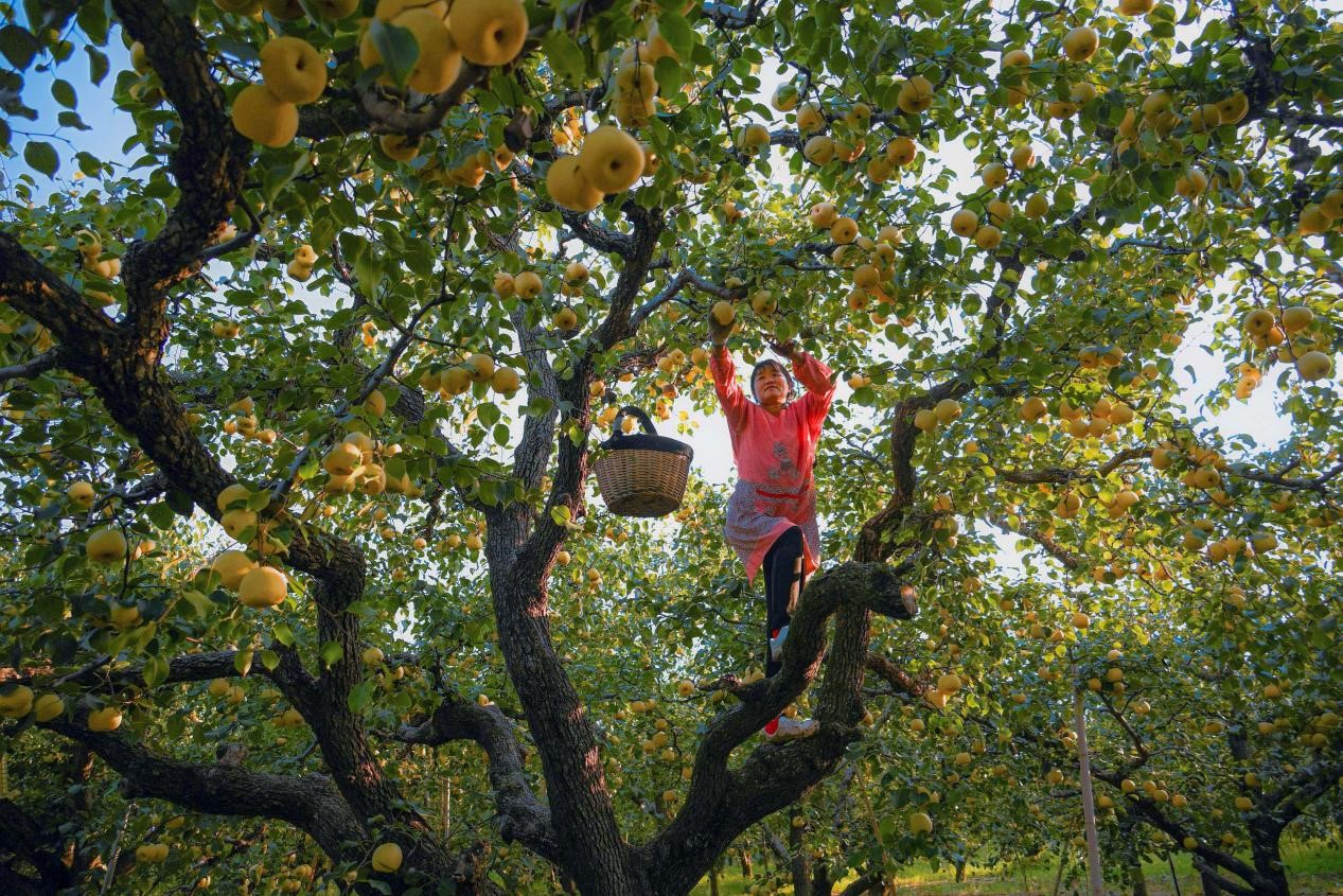 2024年10月4日，安徽省宿州市碭山縣程莊鎮(zhèn)衡樓村百年老梨園里，梨農(nóng)在忙著采摘酥梨。來源:人民圖片
