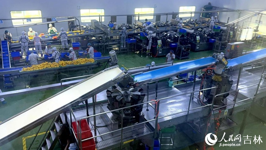 吉林省農(nóng)嫂食品有限公司生產(chǎn)車間內(nèi)一片火熱。人民網(wǎng)記者 王海躍攝