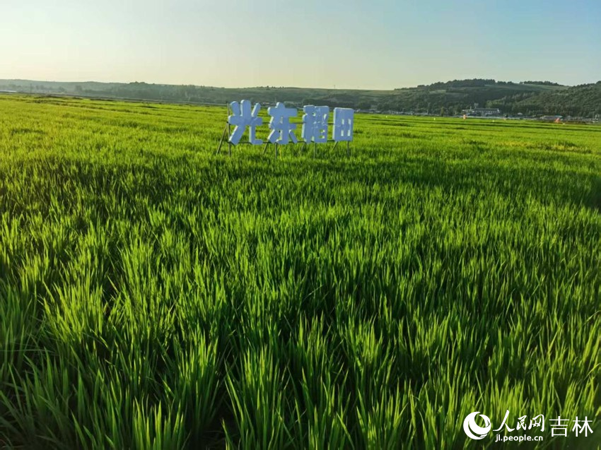 光東村稻田風景美如畫（資料圖片）。人民網(wǎng)記者 王海躍攝