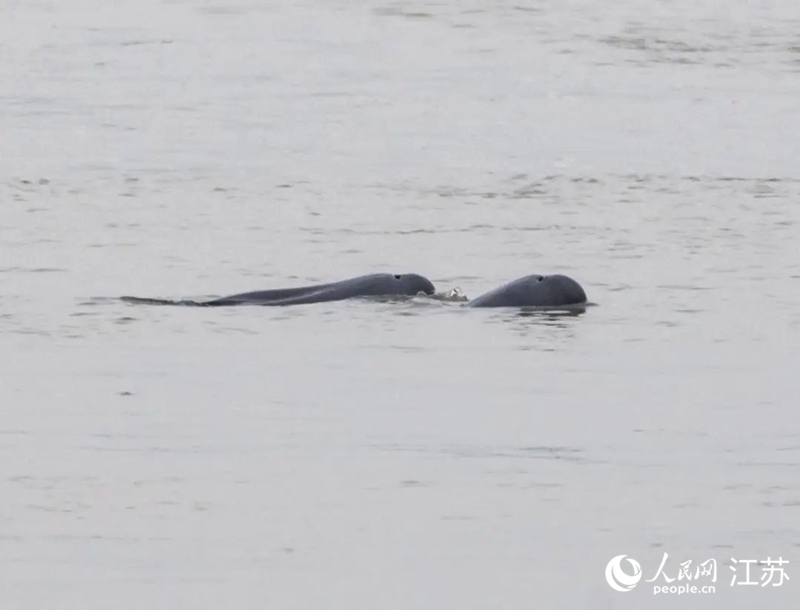 在南京長江新濟洲國家濕地公園拍到的江豚。人民網(wǎng)記者 王丹丹攝