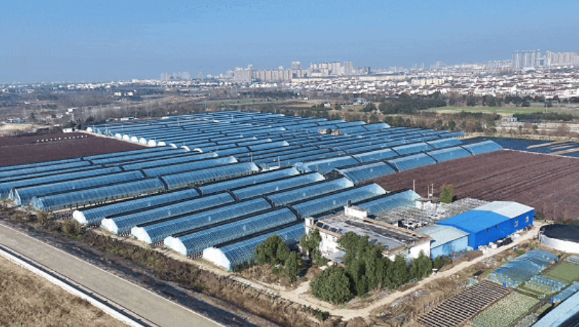 洋縣東聯(lián)村藍(lán)莓基地航拍。洋縣融媒體供圖