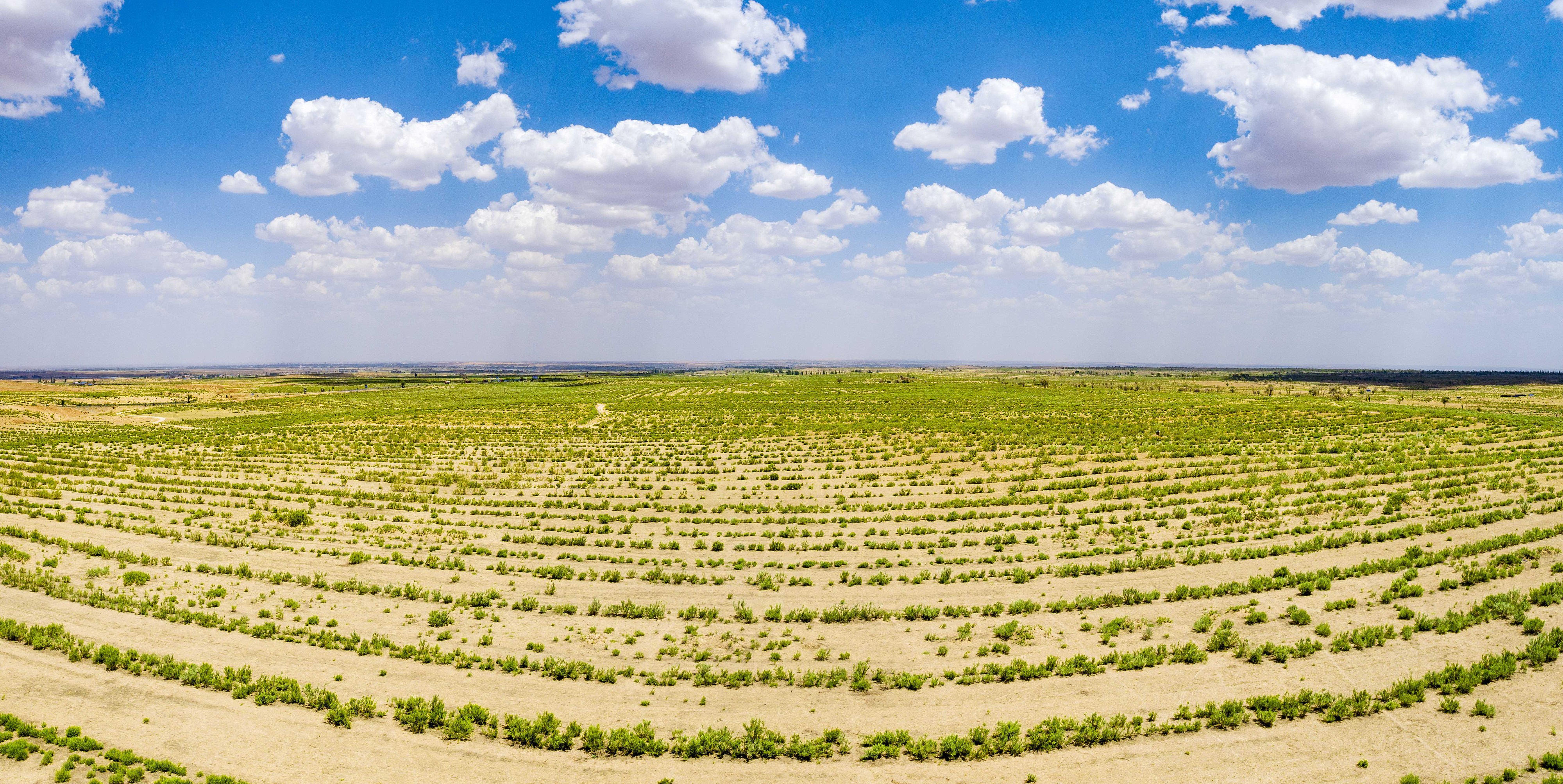 2023年6月7日，內(nèi)蒙古鄂爾多斯，毛烏素沙漠。