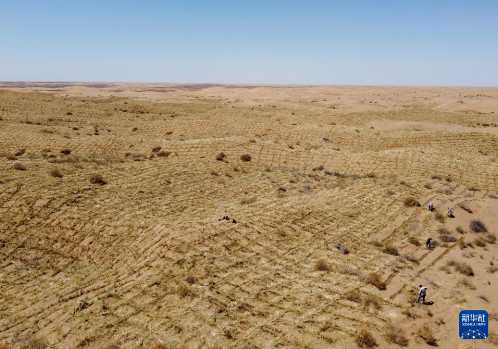 2024年4月10日，群眾在古浪縣八步沙林場(chǎng)麻黃塘沙區(qū)用草方格壓沙。新華社發(fā)（無(wú)人機(jī)照片）