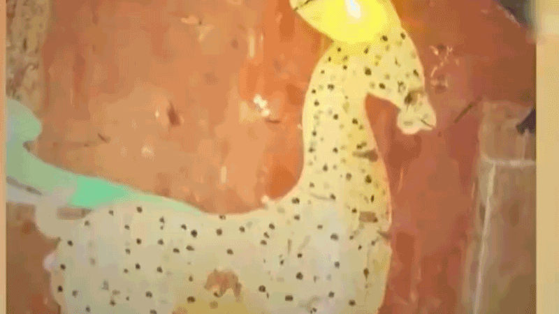 在全新技術(shù)支持下，敦煌莫高窟實(shí)現(xiàn)了窟內(nèi)文物窟外看的新體驗(yàn)。