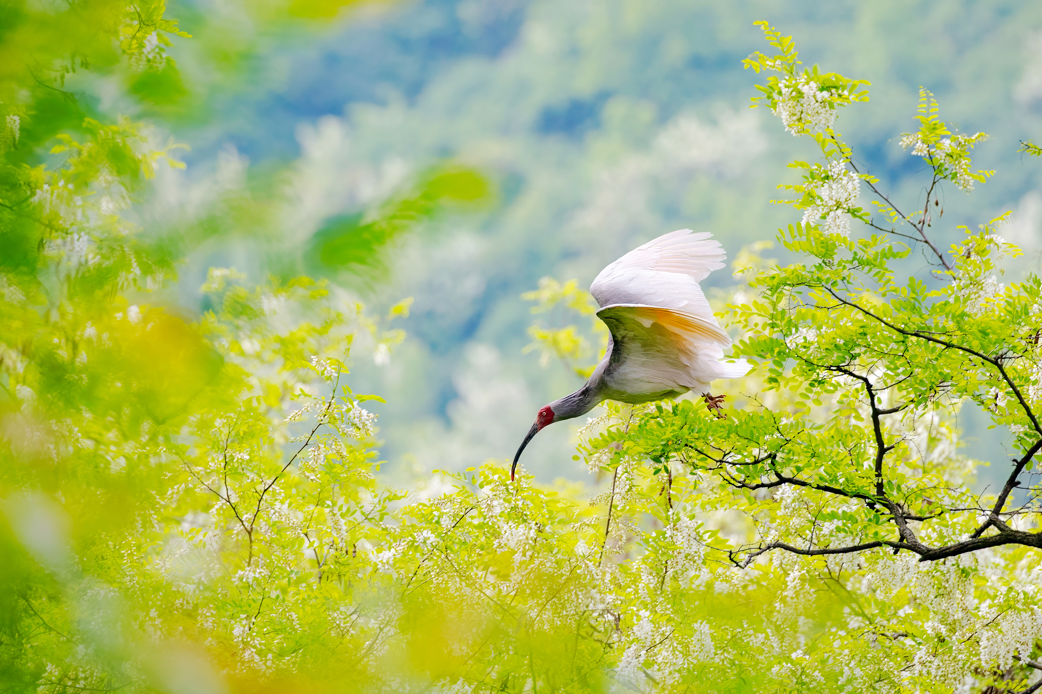 2024年5月2日，一只秦嶺以北野放朱鹮在陜西省銅川市耀州區(qū)沮河上游洋槐林中飛翔。