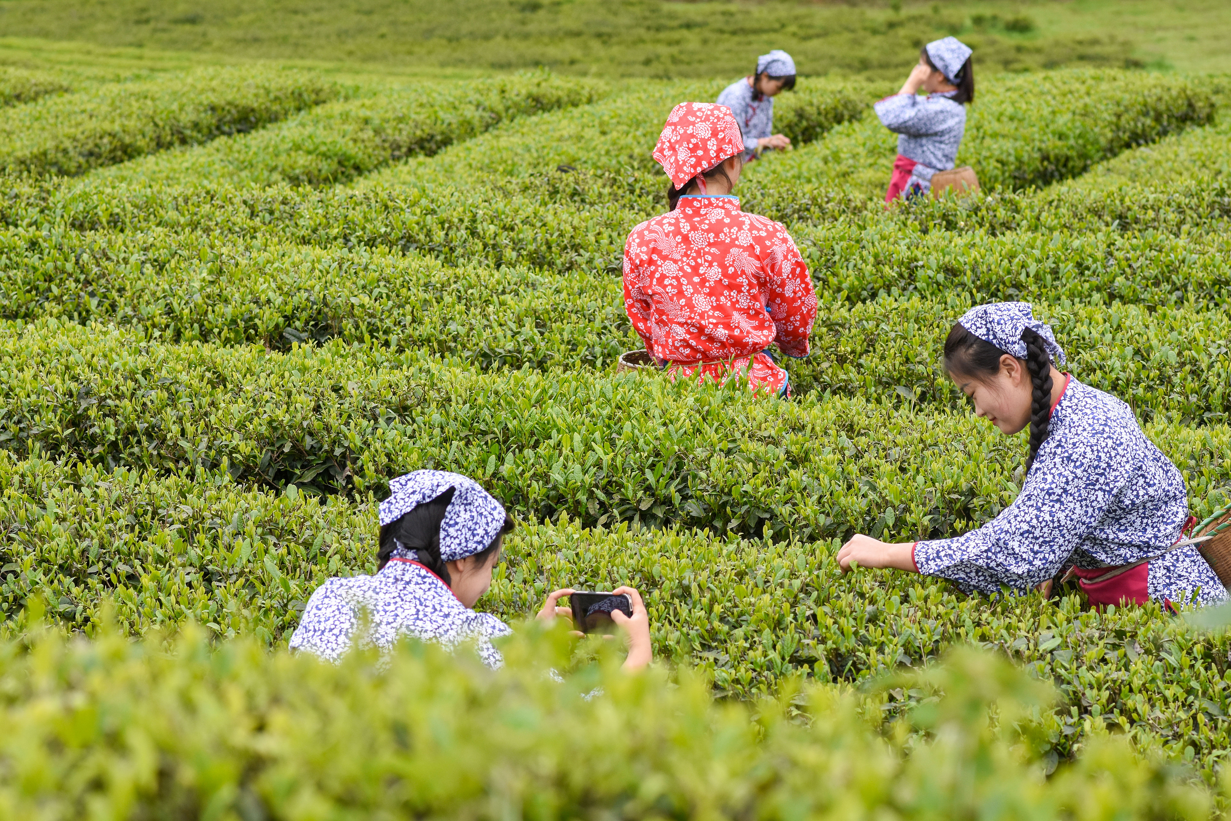 2023年4月6日，游客在貴州省銅仁市江口縣怒溪鎮(zhèn)駱象村生態(tài)茶園體驗(yàn)采茶樂趣。