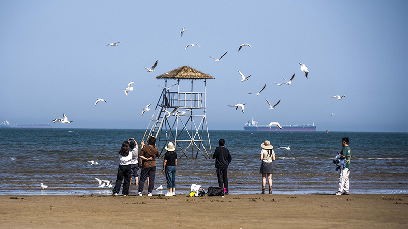 2024年5月12日，河北秦皇島，北戴河鴿子窩公園成群海鷗在天空中自由翱翔，與大海、藍(lán)天構(gòu)成了一幅美麗的畫卷。