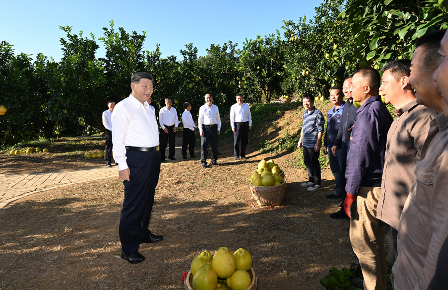 2025年11月7日，習(xí)近平總書記在梅州市梅縣區(qū)雁洋鎮(zhèn)南福金柚種植基地考察時(shí)，同果農(nóng)和農(nóng)技人員親切交流。