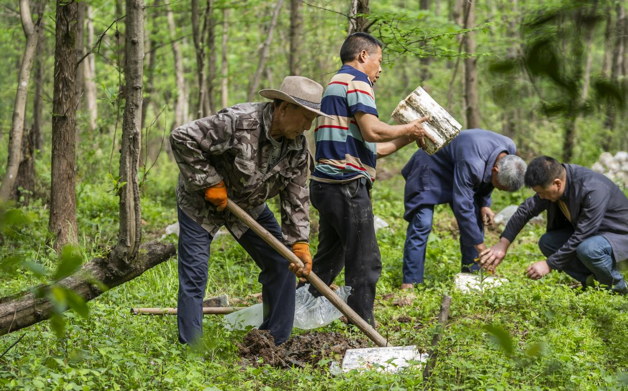 2025年4月16日，江西新余，仙女湖區(qū)河下鎮(zhèn)花園村林場，人們正在搬運、栽植靈芝菌棒。