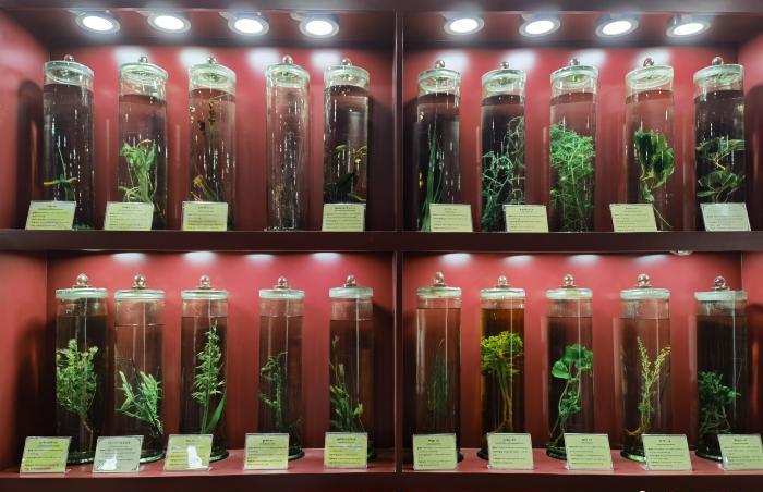 圖為藏藥藥材標本。??張海? ?.jpg