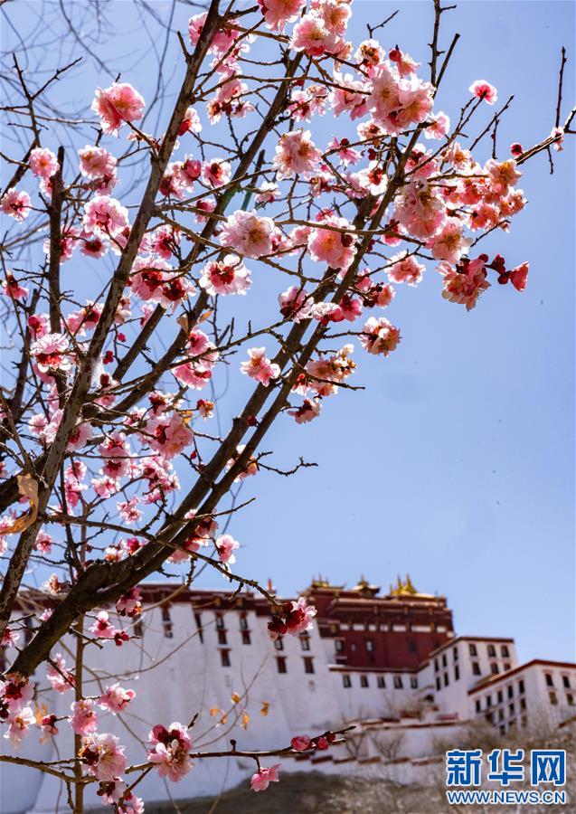 (社會(huì))(1)春到拉薩