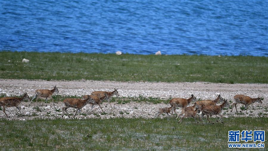 (環(huán)境)(1)羌塘自然保護區(qū):悠閑的藏羚羊