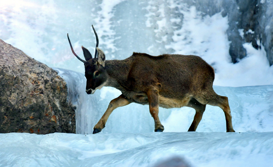 活躍在青海省海西州柏樹山的白唇鹿。巴圖那生攝