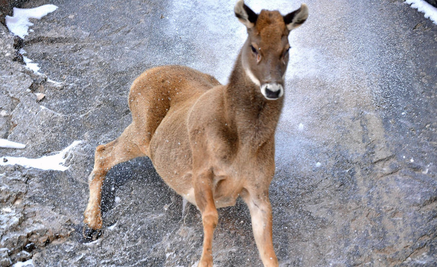 活躍在青海省海西州柏樹山的白唇鹿。巴圖那生攝