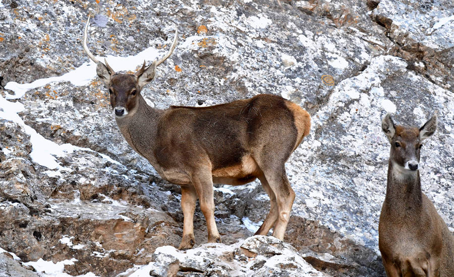 活躍在青海省海西州柏樹山的白唇鹿。巴圖那生攝