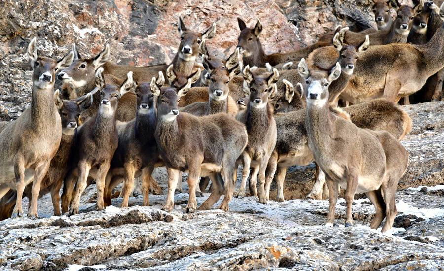 活躍在青海省海西州柏樹山的白唇鹿。巴圖那生攝