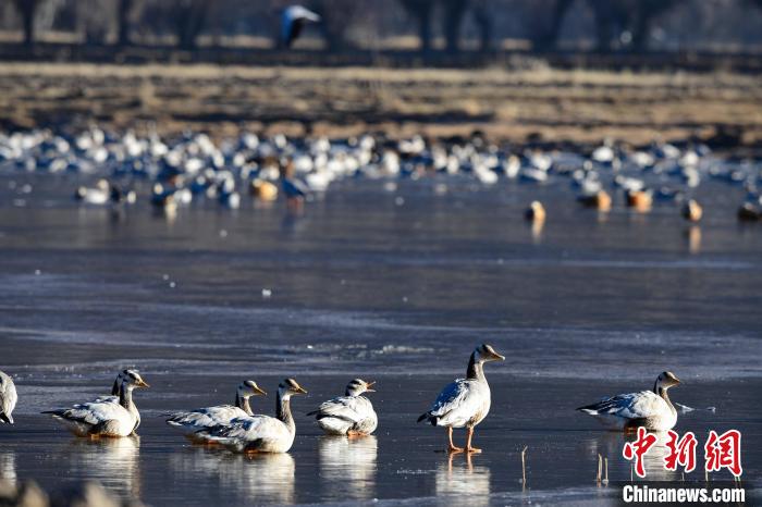 圖為拉薩市林周縣境內越冬的候鳥?！∝暩聛硭?攝