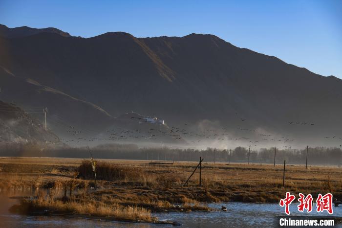 圖為拉薩市林周縣境內(nèi)飛翔的候鳥?！∝暩聛硭?攝