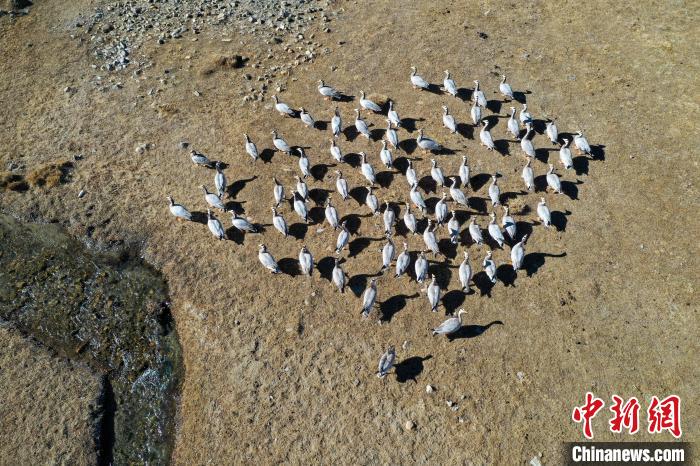 圖為拉薩市林周縣境內(nèi)越冬的候鳥?！∝暩聛硭?攝