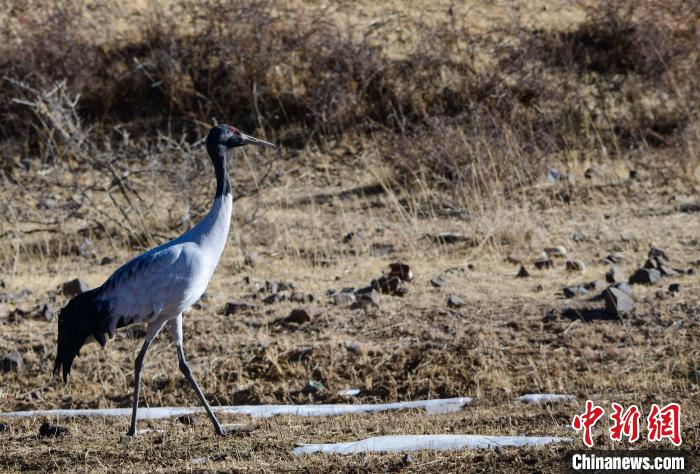 圖為一只黑頸鶴在拉薩市林周縣境內(nèi)田間覓食?！∝暩聛硭?攝